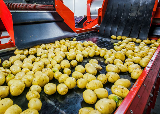 Exterior view of the Tasteful Selections potato process plant